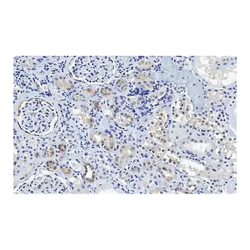 Merck Anti-CDK6 Antibody, clone 2J3 ZooMAb Rabbit Monoclonal