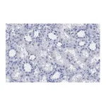Merck Anti-VDAC1 Antibody, clone 3M22, ZooMAb Rabbit Monoclonal