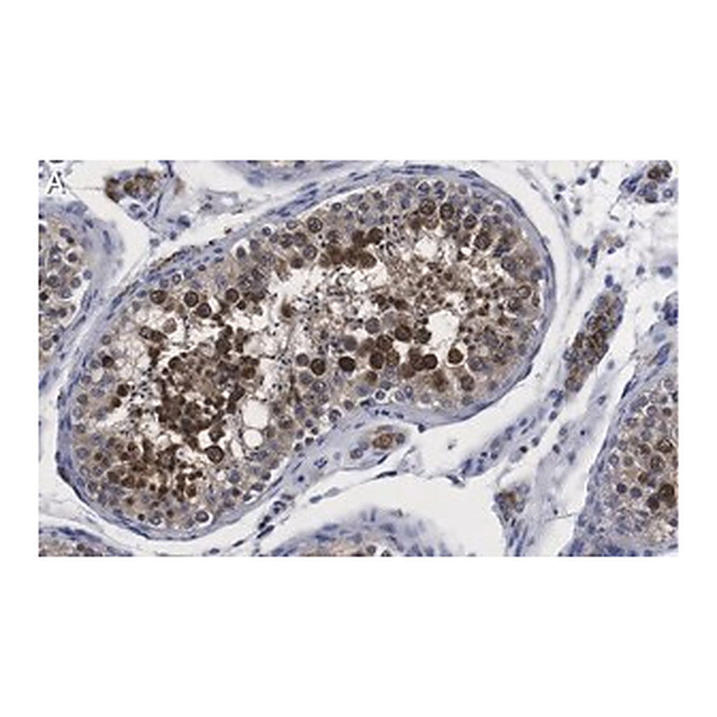 Merck Anti-Centrin Antibody, clone 20H5 ZooMAb Mouse Monoclonal