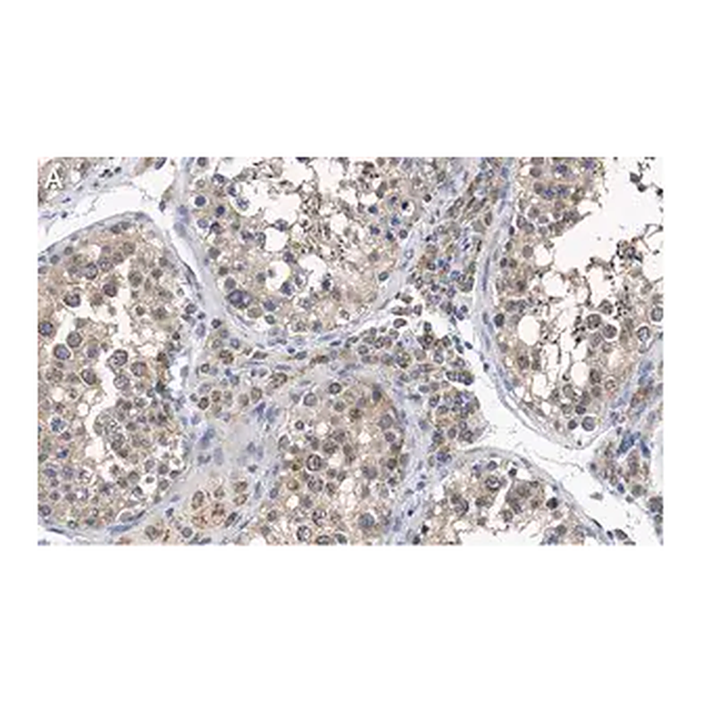 Merck Anti-PGAM5 Antibody, clone 2J4 ZooMAb Rabbit Monoclonal