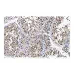Merck Anti-PGAM5 Antibody, clone 2J4 ZooMAb Rabbit Monoclonal