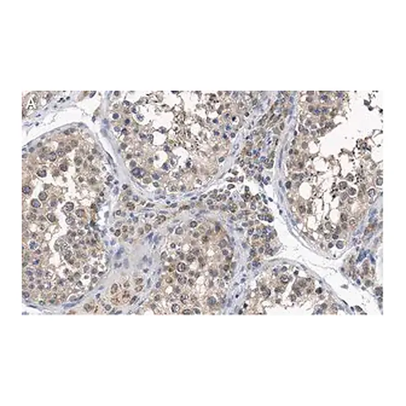 Merck Anti-PGAM5 Antibody, clone 2J4 ZooMAb Rabbit Monoclonal
