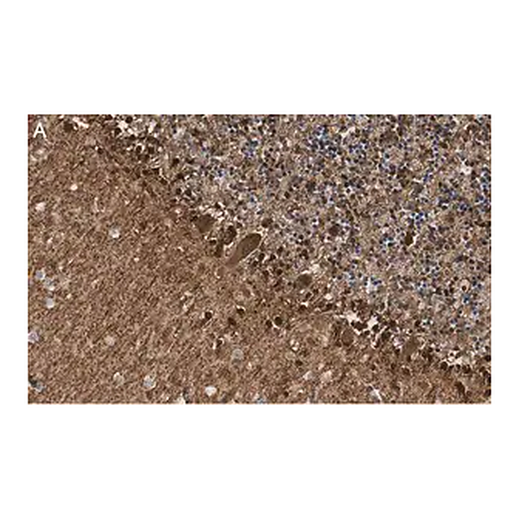 Merck Anti-S100-B Antibody, clone 8F20 ZooMAb Rabbit Monoclonal