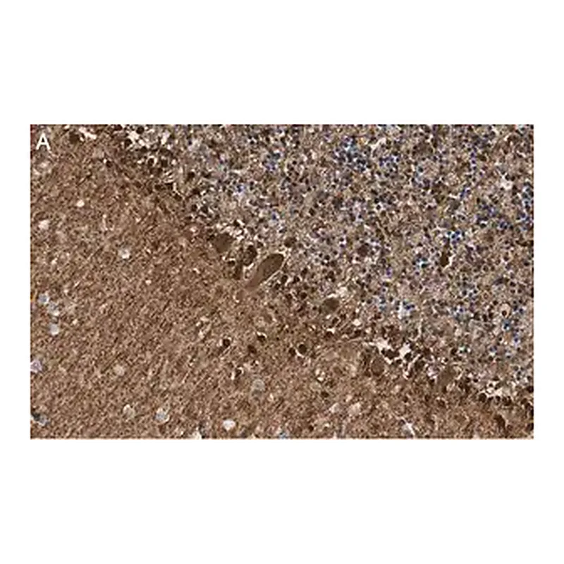 Merck Anti-S100-B Antibody, clone 8F20 ZooMAb Rabbit Monoclonal
