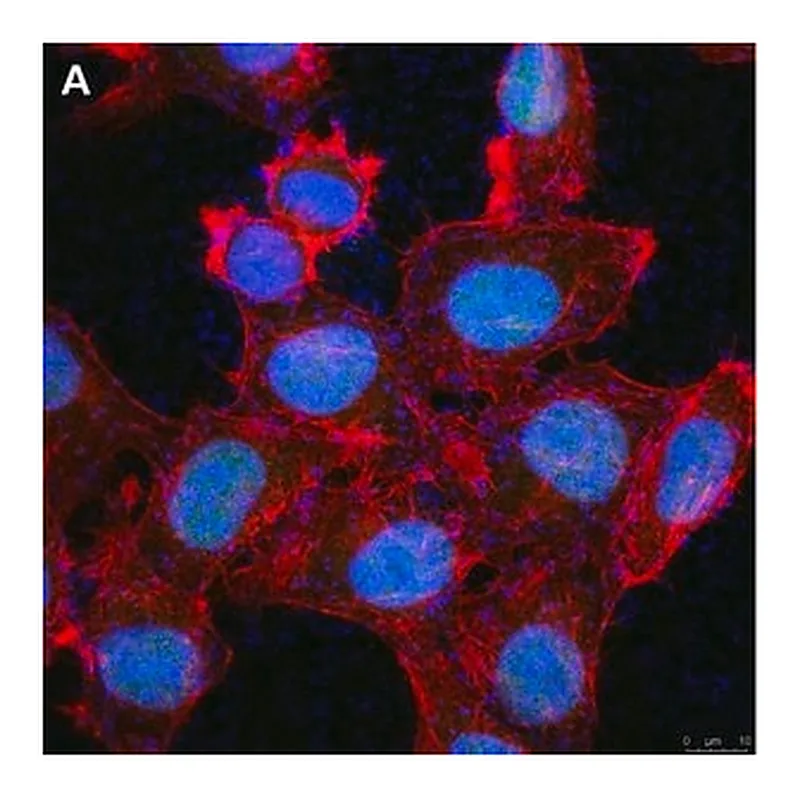 Merck Anti-Cryptochrome-1 Antibody, clone 2C22 ZooMAb Rabbit Monoclonal