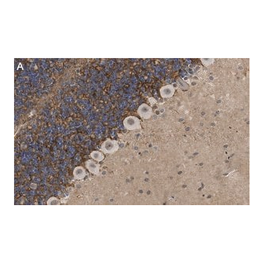 Merck Anti-GABA Transporter-3 Antibody, clone 4E14 ZooMAb Rabbit Monoclonal