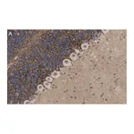 Merck Anti-GABA Transporter-3 Antibody, clone 4E14 ZooMAb Rabbit Monoclonal