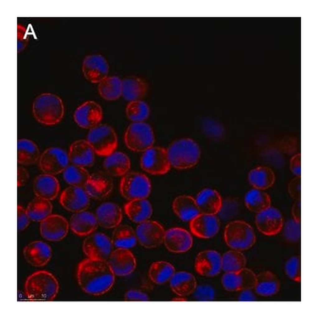 Merck Anti-Influenza A Nucleoprotein Antibody, clone A3 ZooMAb Mouse Monoclonal