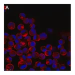 Merck Anti-Influenza A Nucleoprotein Antibody, clone A3 ZooMAb Mouse Monoclonal