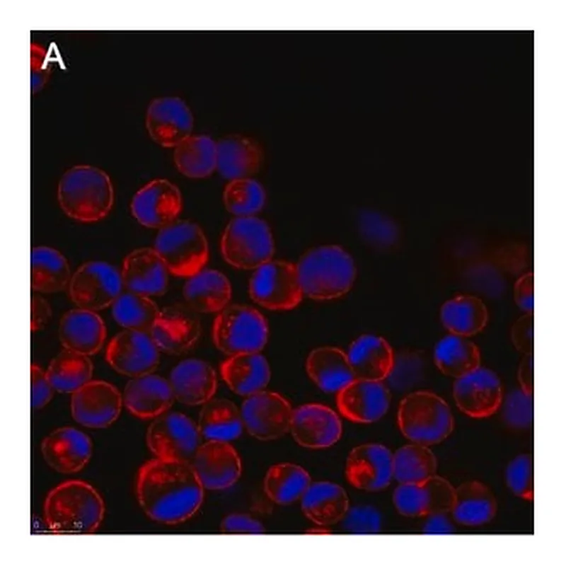 Merck Anti-Influenza A Nucleoprotein Antibody, clone A3 ZooMAb Mouse Monoclonal