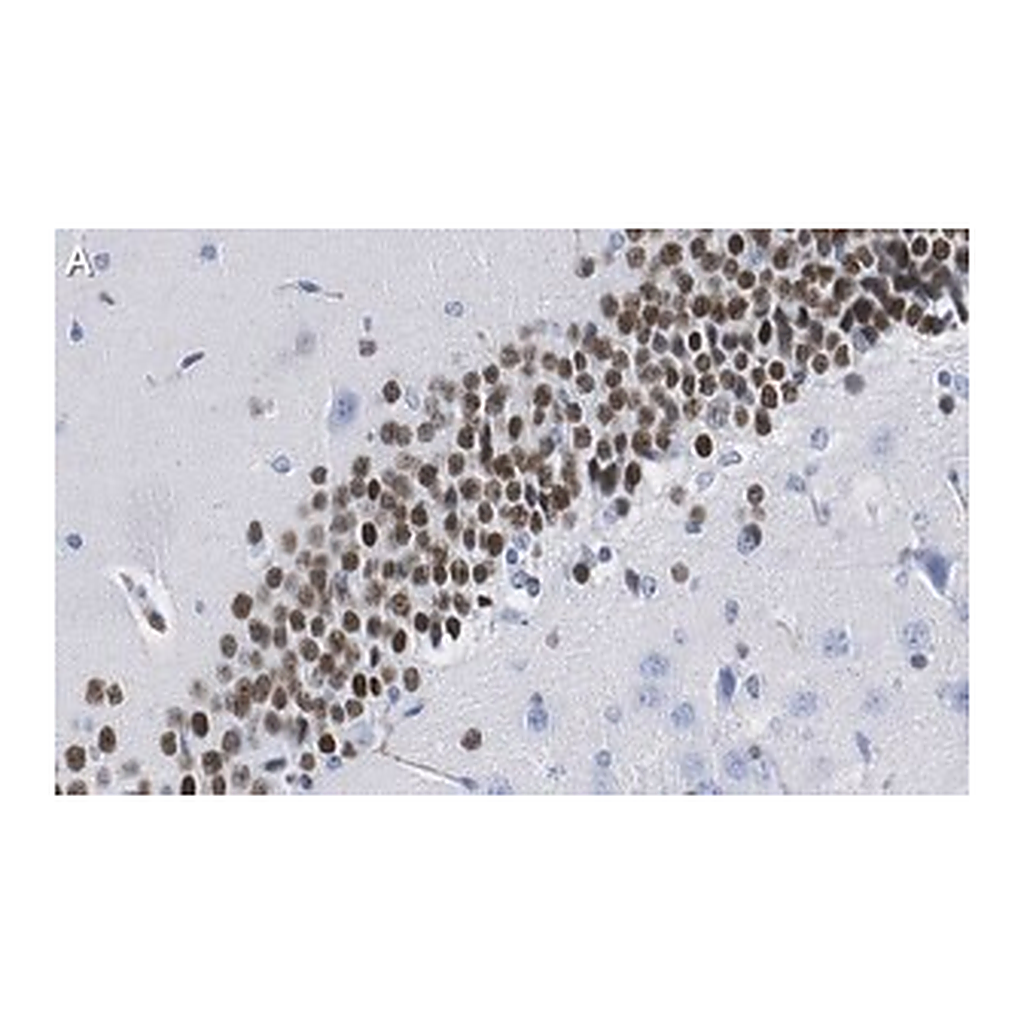 Merck Anti-PROX1 Antibody, clone 1B10 ZooMAb Rabbit Monoclonal