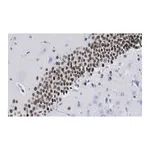 Merck Anti-PROX1 Antibody, clone 1B10 ZooMAb Rabbit Monoclonal