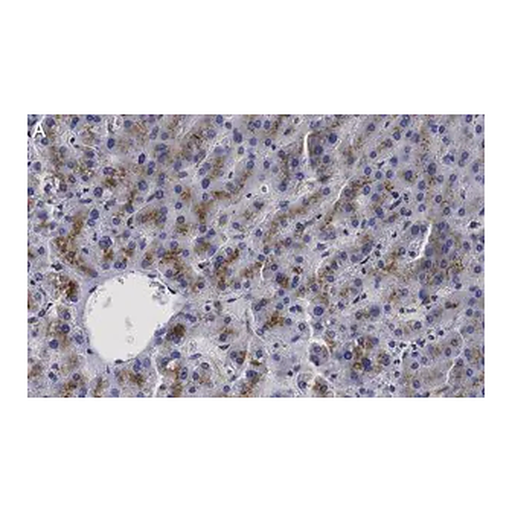 Merck Anti-β-Glucocerebrosidase Antibody, clone 2I15 ZooMAb Rabbit Monoclonal
