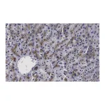 Merck Anti-β-Glucocerebrosidase Antibody, clone 2I15 ZooMAb Rabbit Monoclonal