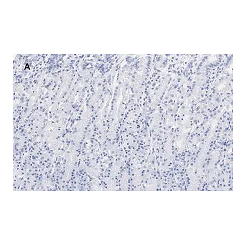 Merck Anti-IKB α Antibody, clone 6O8, ZooMAb Rabbit Monoclonal