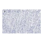 Merck Anti-IKB α Antibody, clone 6O8, ZooMAb Rabbit Monoclonal