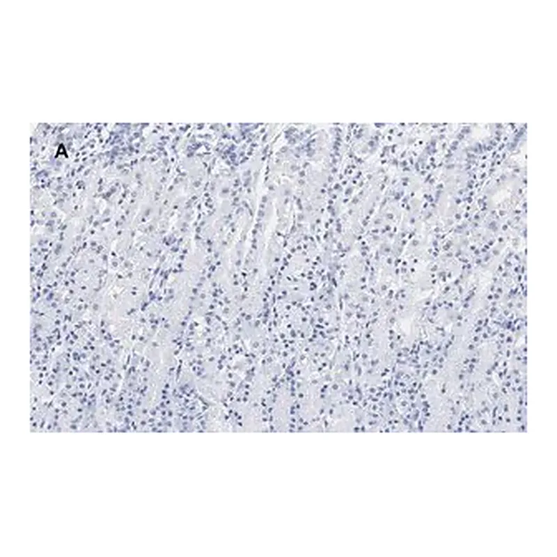 Merck Anti-IKB α Antibody, clone 6O8, ZooMAb Rabbit Monoclonal