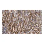 Merck Anti-PNPT1 Antibody, clone 2D23 ZooMAb Rabbit Monoclonal