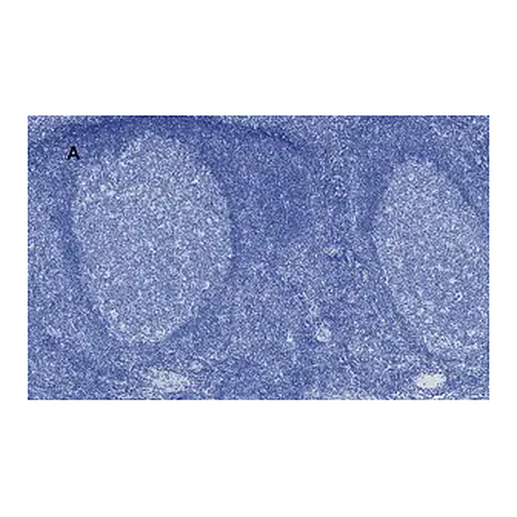 Merck Anti-Aurora B Antibody, clone 7C4, ZooMAb Rabbit Monoclonal