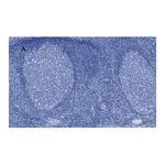 Merck Anti-Aurora B Antibody, clone 7C4, ZooMAb Rabbit Monoclonal