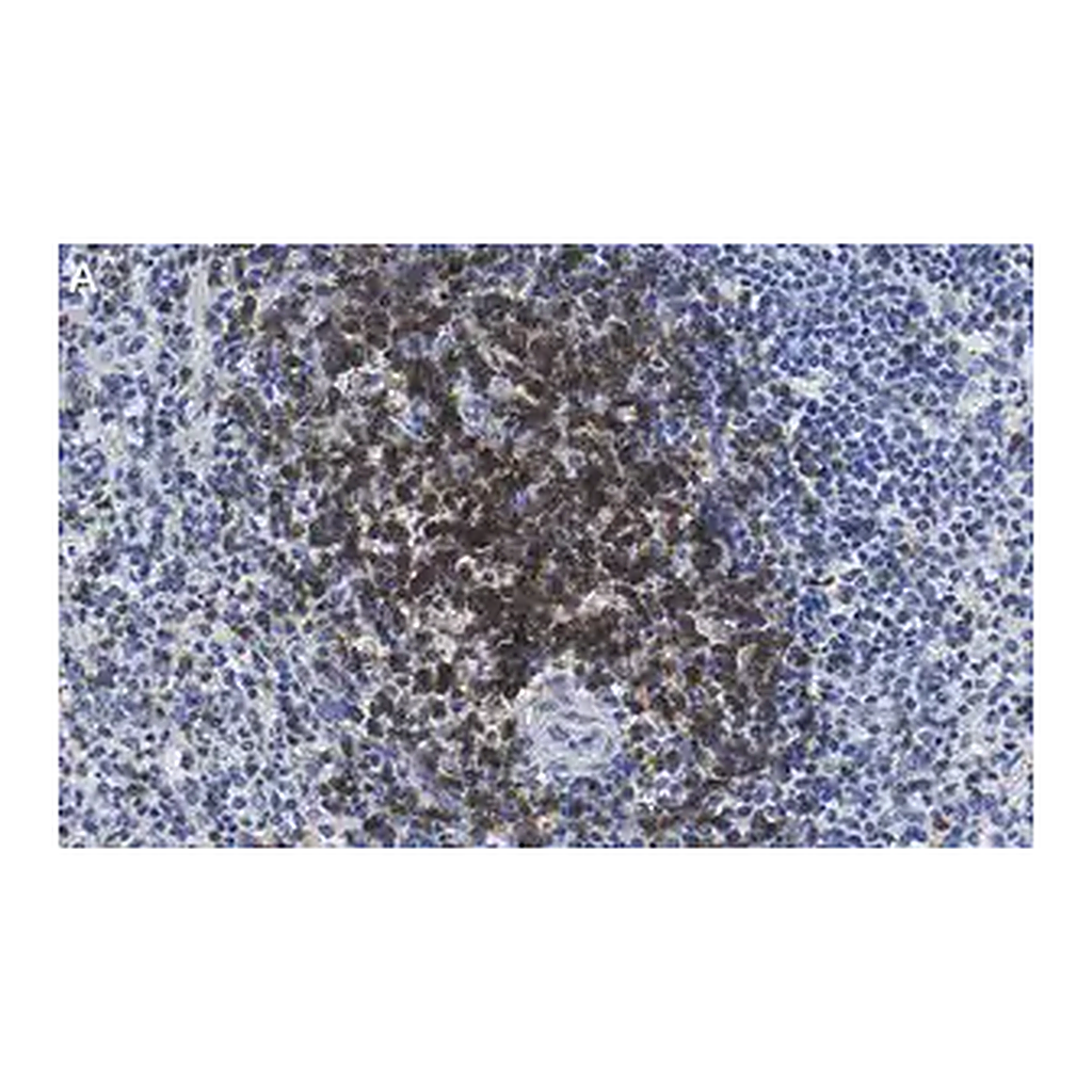 Merck Anti-CD3d Antibody, clone 1H2 ZooMAb Rabbit Monoclonal