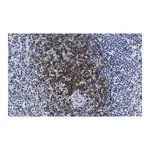 Merck Anti-CD3d Antibody, clone 1H2 ZooMAb Rabbit Monoclonal