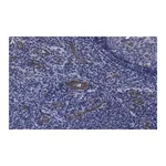 Merck Anti-VCAM-1 Antibody, clone 5K19 ZooMAb Rabbit Monoclonal
