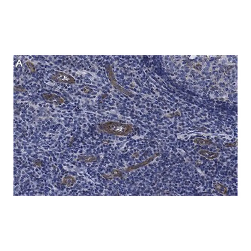Merck Anti-VCAM-1 Antibody, clone 5K19 ZooMAb Rabbit Monoclonal