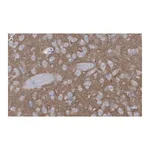 Merck Anti-mGluR5 Antibody, clone 1F11 ZooMAb Rabbit Monoclonal