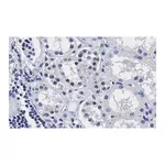 Merck Anti-PARP-1 Antibody, clone 12N17 Antibody, ZooMAb Rabbit Monoclonal