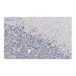 Merck Anti-VGAT Antibody, clone 2E6 ZooMAb Rabbit Monoclonal