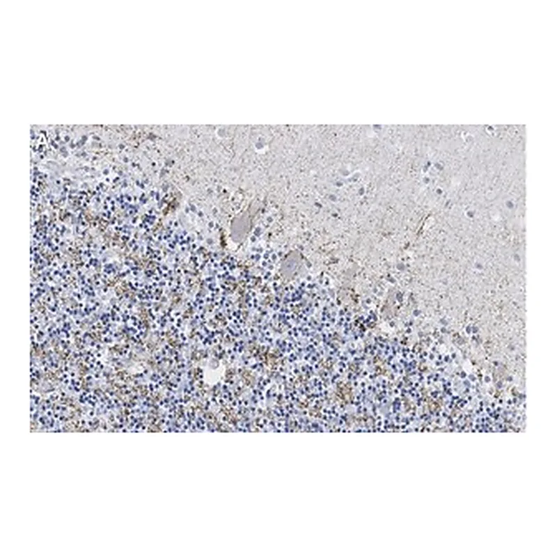 Merck Anti-VGAT Antibody, clone 2E6 ZooMAb Rabbit Monoclonal