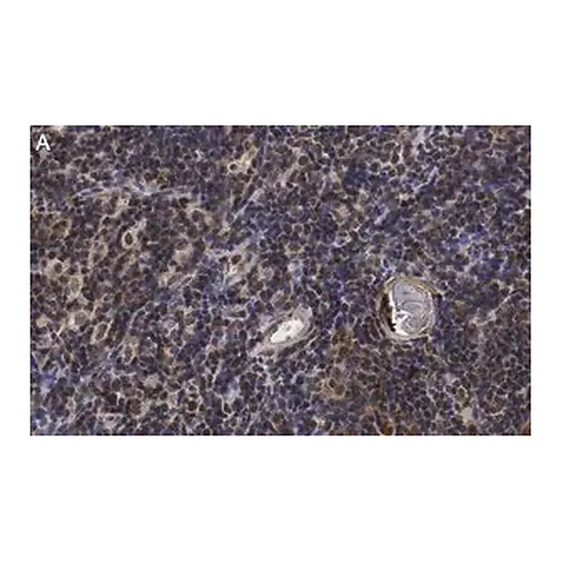 Merck Anti-RORγ Antibody, clone 6F3.1 ZooMAb Mouse Monoclonal
