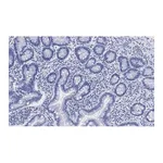Merck Anti-Derlin-1 Antibody, clone 2C2, ZooMAb Rabbit Monoclonal