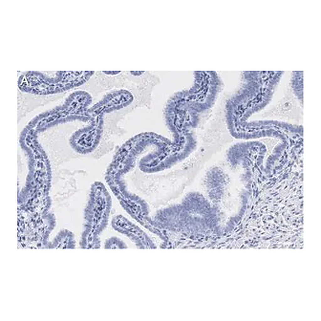 Merck Anti-SOX17 Antibody, clone 3F7, ZooMAb Rabbit Monoclonal