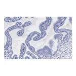 Merck Anti-SOX17 Antibody, clone 3F7, ZooMAb Rabbit Monoclonal
