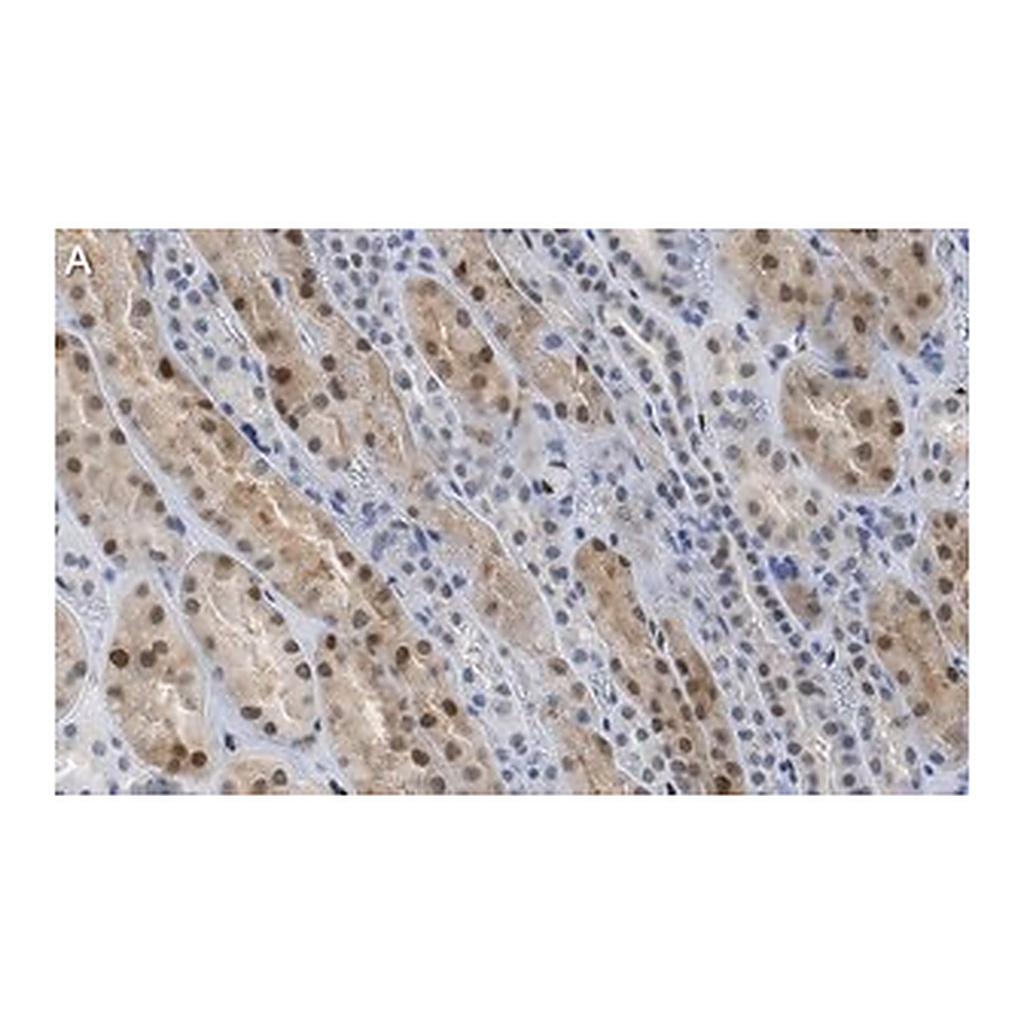 Merck Anti-TAZ Antibody, clone 1M19 ZooMAb Rabbit Monoclonal
