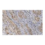 Merck Anti-TAZ Antibody, clone 1M19 ZooMAb Rabbit Monoclonal
