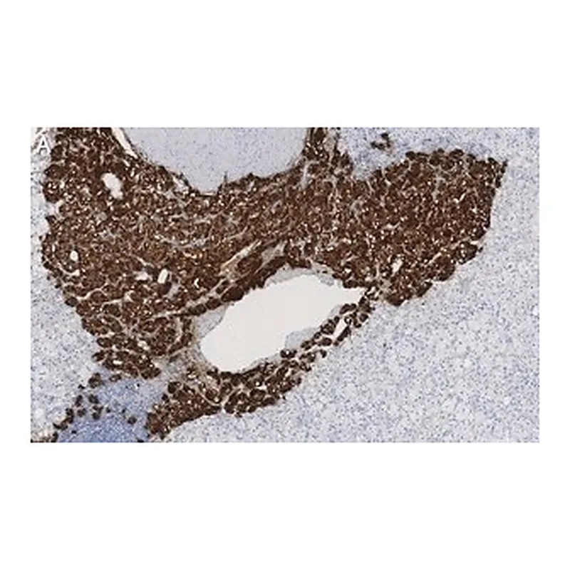 Merck Anti-Dopamine β Hydroxylase Antibody, clone 2B11 ZooMAb Rabbit Monoclonal