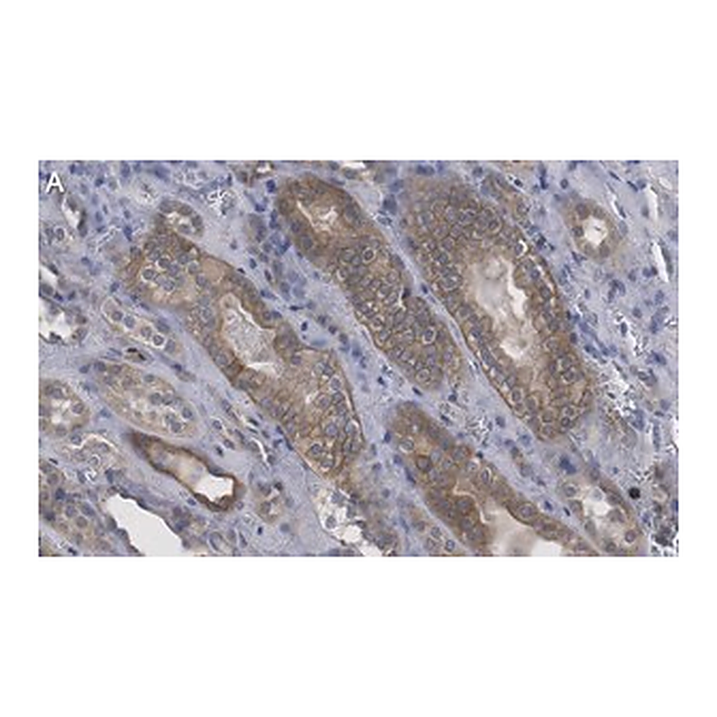 Merck Anti-Selenoprotein P Antibody, clone 2G23 ZooMAb Rabbit Monoclonal