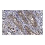 Merck Anti-Selenoprotein P Antibody, clone 2G23 ZooMAb Rabbit Monoclonal