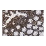 Merck Anti-MMP14 Antibody, clone LEM-2/15.8 ZooMAb Mouse Monoclonal