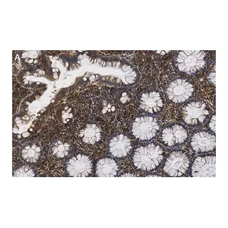 Merck Anti-MMP14 Antibody, clone LEM-2/15.8 ZooMAb Mouse Monoclonal
