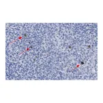 Merck Anti-TNFβ/LTA Antibody, clone 3B20-H2 ZooMAb Rabbit Monoclonal