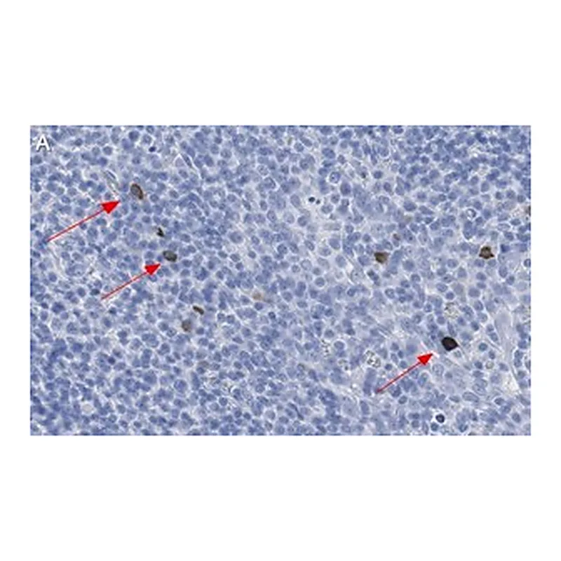 Merck Anti-TNFβ/LTA Antibody, clone 3B20-H2 ZooMAb Rabbit Monoclonal