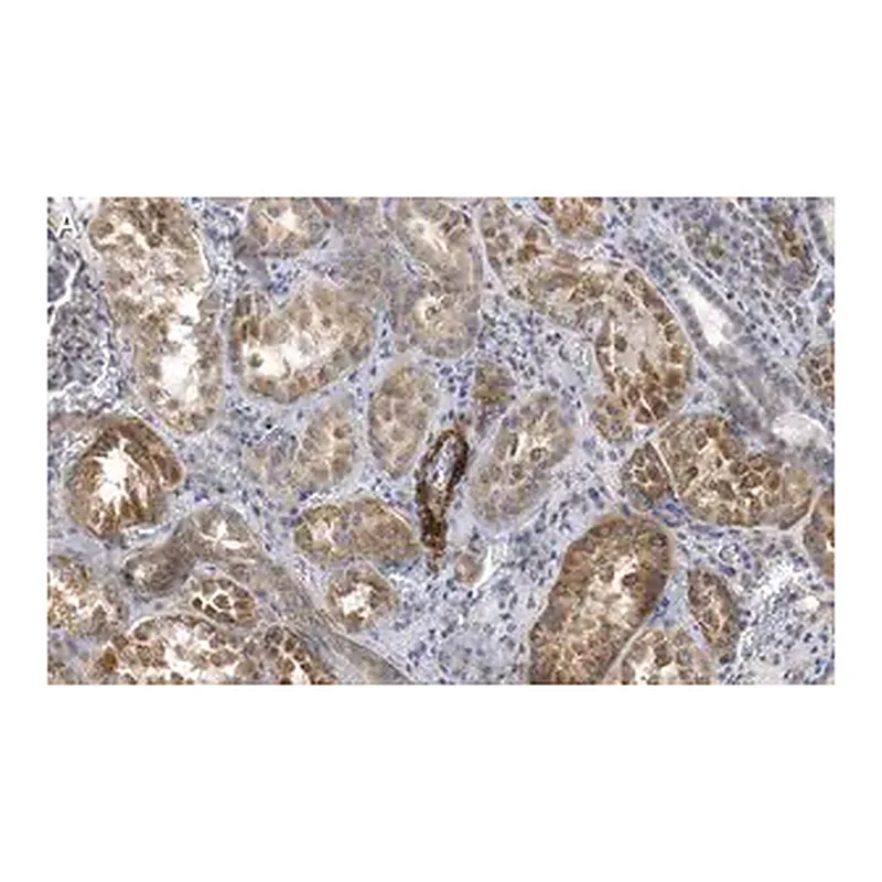 Merck Anti-Endoglin Antibody, clone 1I15 ZooMAb Rabbit Monoclonal