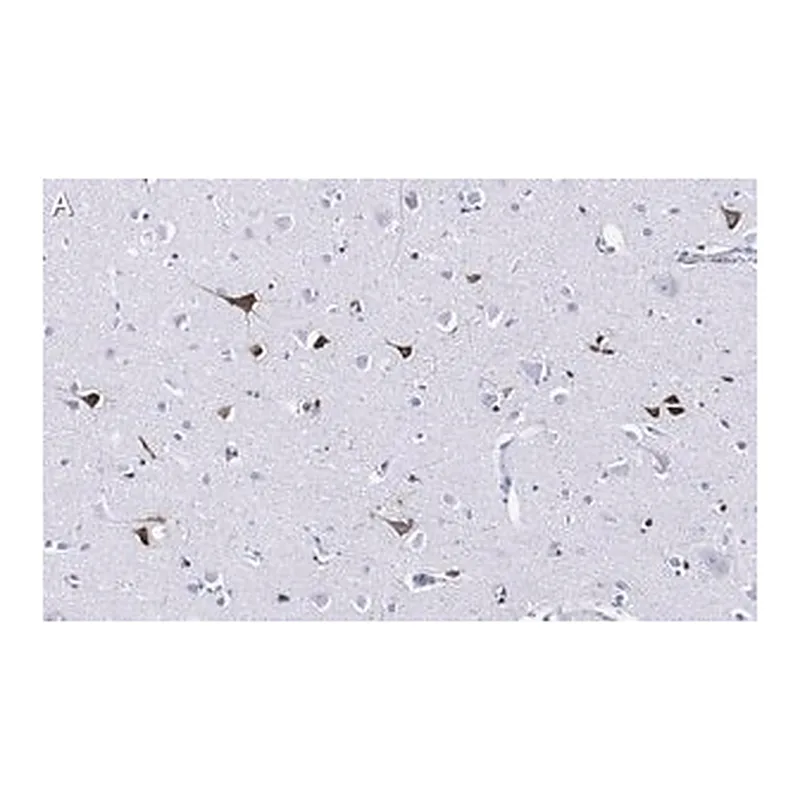 Merck Anti-Prion Protein Antibody, clone 3F17 ZooMAb Rabbit Monoclonal