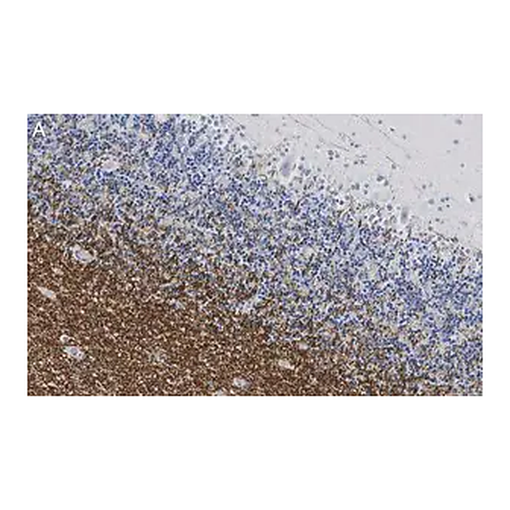 Merck Anti-MAG Antibody, clone 1I6 ZooMAb Rabbit Monoclonal