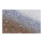 Merck Anti-MAG Antibody, clone 1I6 ZooMAb Rabbit Monoclonal