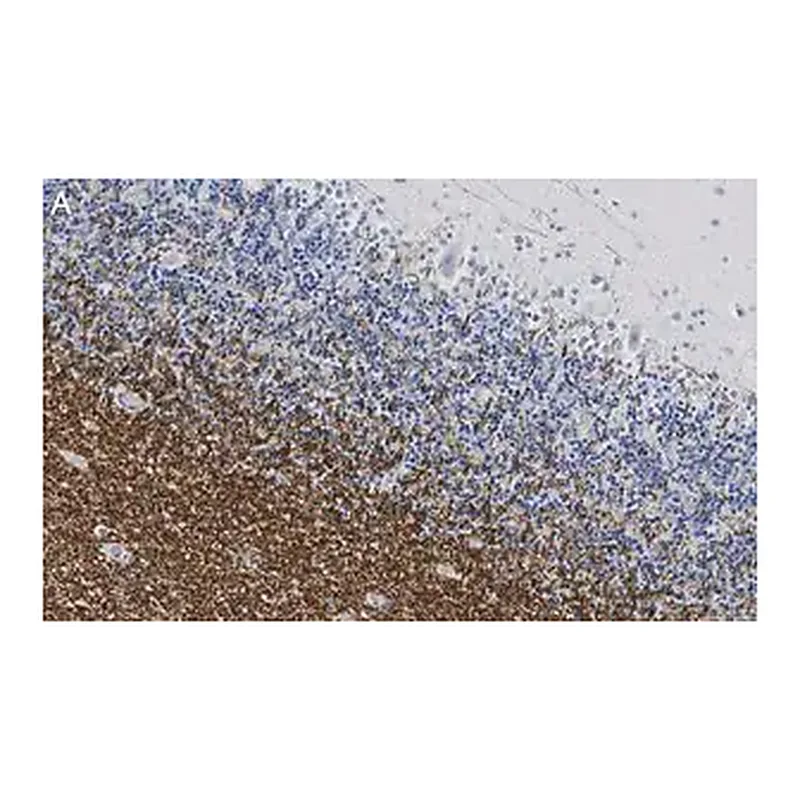 Merck Anti-MAG Antibody, clone 1I6 ZooMAb Rabbit Monoclonal